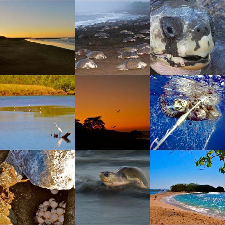 Cabinas Arribadas Ostional Wildlife Refuge Exterior foto