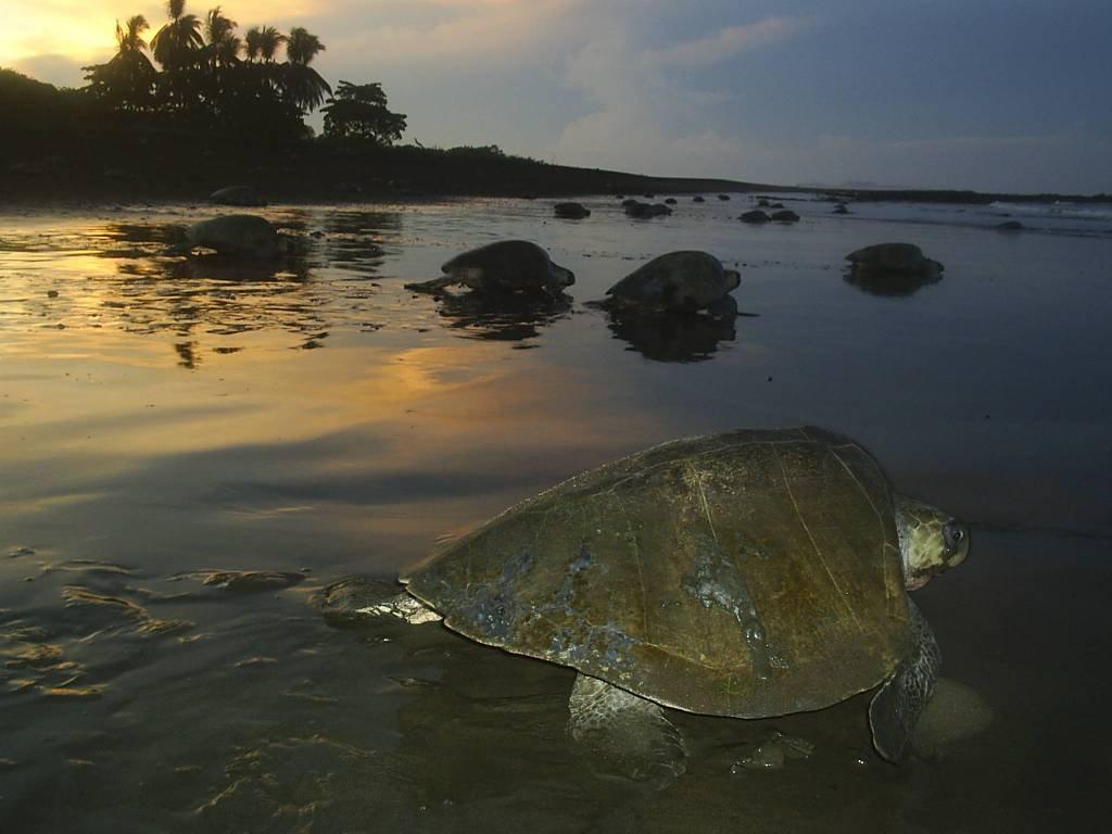 Cabinas Arribadas Ostional Wildlife Refuge Exterior foto