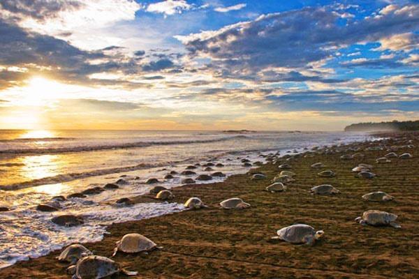 Cabinas Arribadas Ostional Wildlife Refuge Exterior foto
