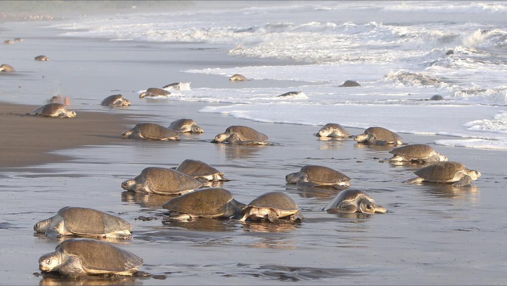 Cabinas Arribadas Ostional Wildlife Refuge Exterior foto