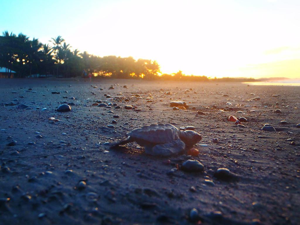 Cabinas Arribadas Ostional Wildlife Refuge Exterior foto