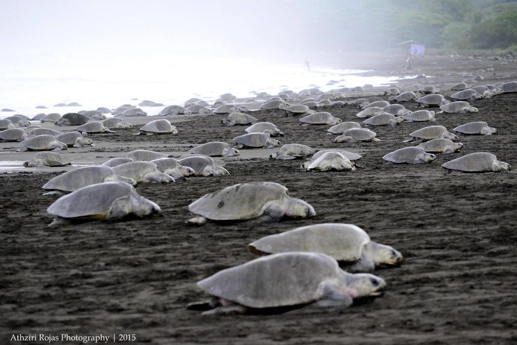 Cabinas Arribadas Ostional Wildlife Refuge Exterior foto