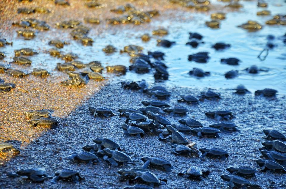 Cabinas Arribadas Ostional Wildlife Refuge Exterior foto