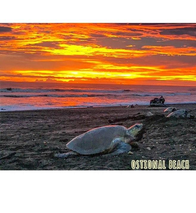 Cabinas Arribadas Ostional Wildlife Refuge Exterior foto